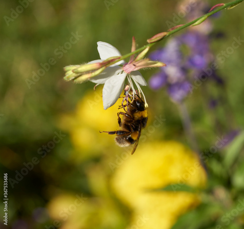 Bee picking nectar of the flowers