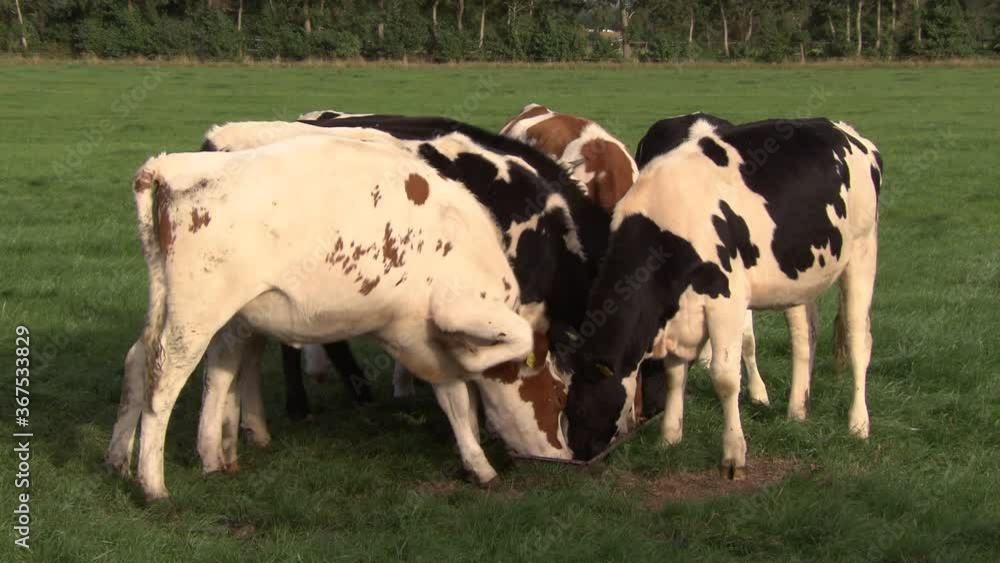 Cows in meadow. Young stock. Cattle breeding. Farming Cows in meadow. Young stock. Cattle breeding. Farming