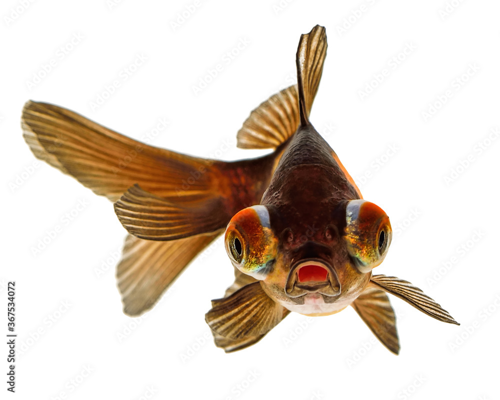 Fototapeta premium Telescope eye Gold Fish