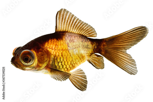 Telescope eye goldfish