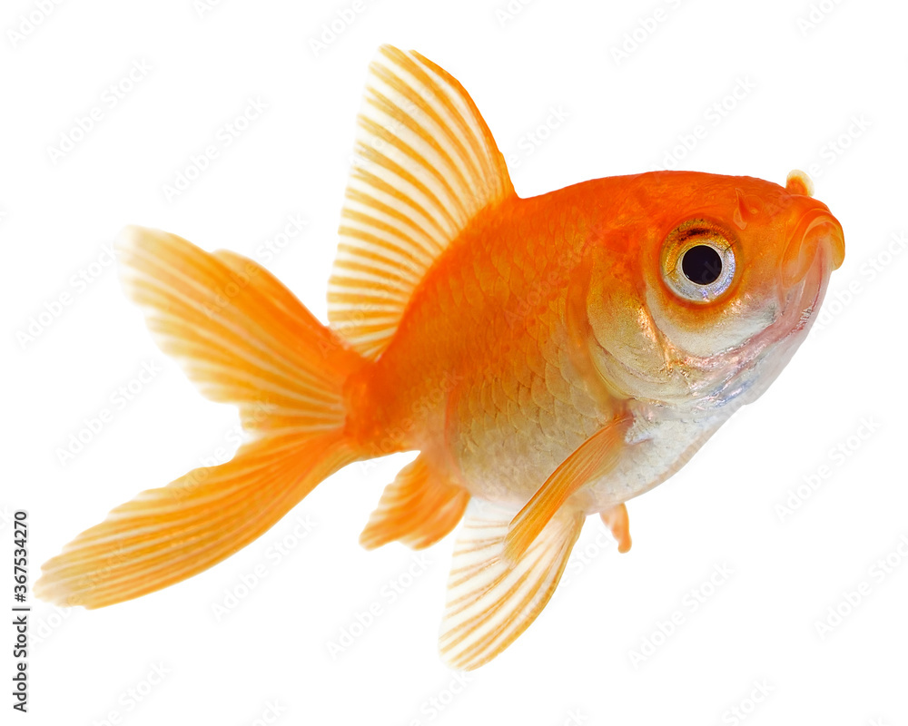 Goldfish on White Goldfish on White