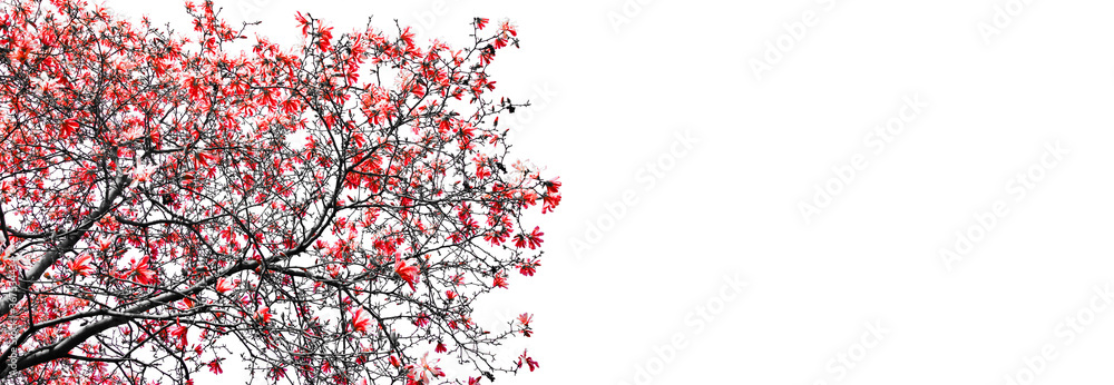 Colorful red flowers blooming on a black tree isolated against empty white sky background