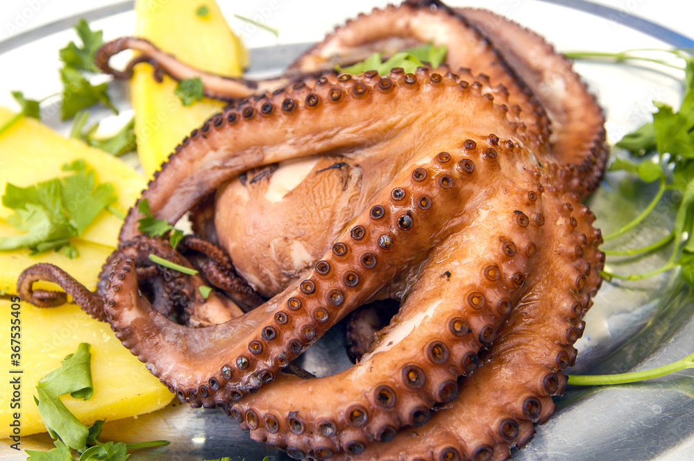 freshly caught and cooked octopus with potatoes freshly caught and cooked octopus with potatoes