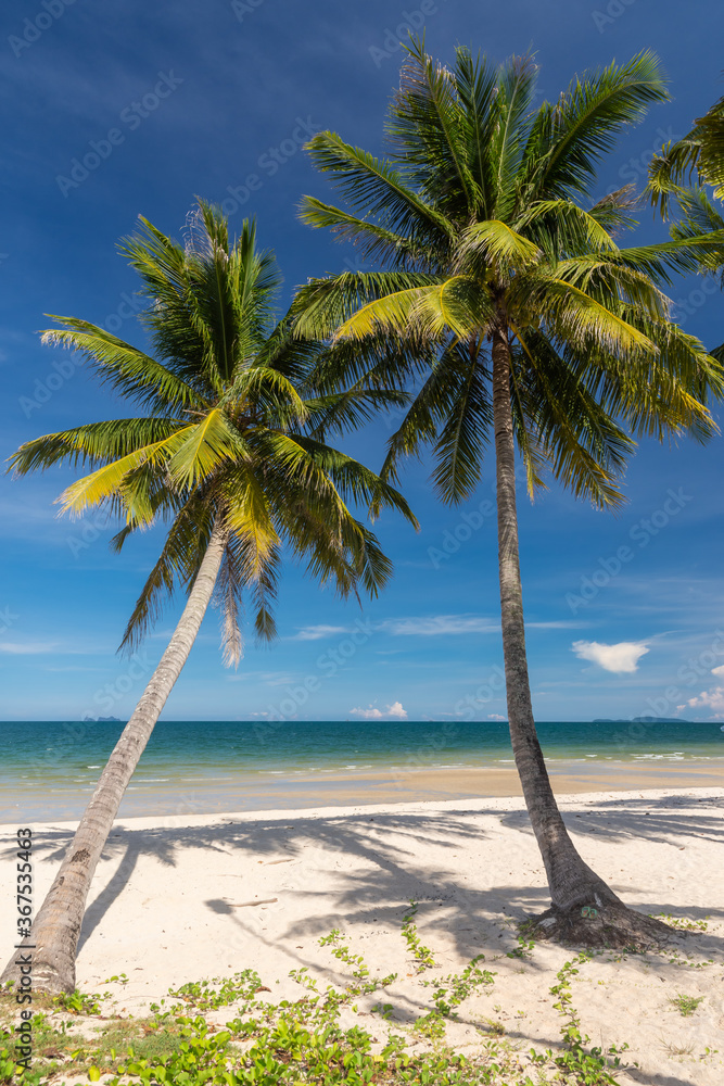 Coconut palm trees, beautiful tropical background. Coconut palm trees, beautiful tropical background.