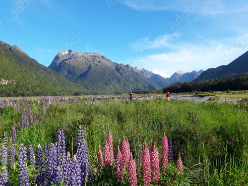 Field of pink and purple colour lupins (lupinus) flowers at meadow surrounded by mountains. New Zealand.