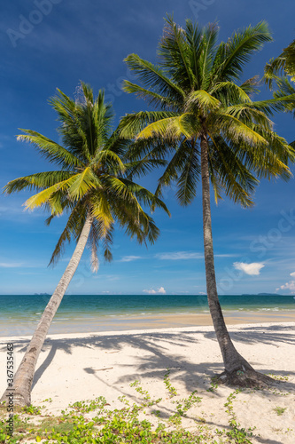 Fototapeta Naklejka Na Ścianę i Meble -  Coconut palm trees, beautiful tropical background.