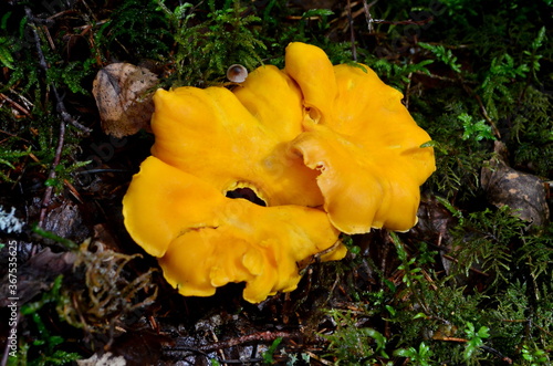 Yellow edible chanterelle mushrooms in a forest at autumn