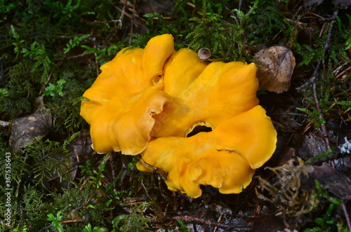 Yellow edible chanterelle mushrooms in a forest at autumn