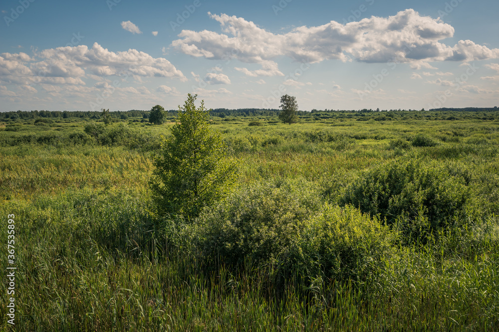 Calowanie Swamp - peatbog in the Masovian Landscape Park, Karczew, Poland