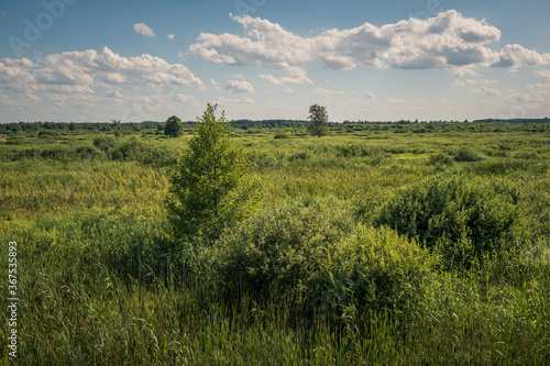 Obraz na płótnie Calowanie Swamp - peatbog in the Masovian Landscape Park, Karczew, Poland w salonie