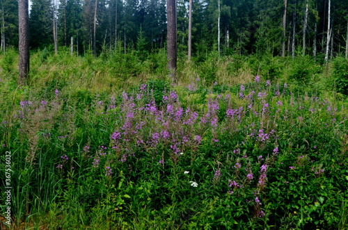 Blooming Willow herb in the forest on a sunny summer day  Ivan tea blooms with purple flowers