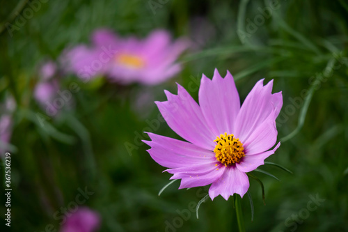 Beautiful purple flower with bokeh background.
