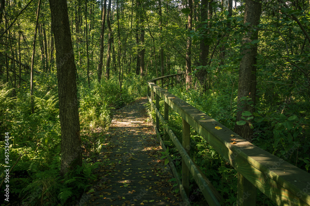 Calowanie Swamp - wooden footbridge on the peatbog in the Masovian Landscape Park, Karczew, Poland