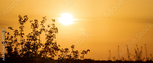 Shoot of black leaves silhouetted against golden afternoon sky and setting sun, nature background.