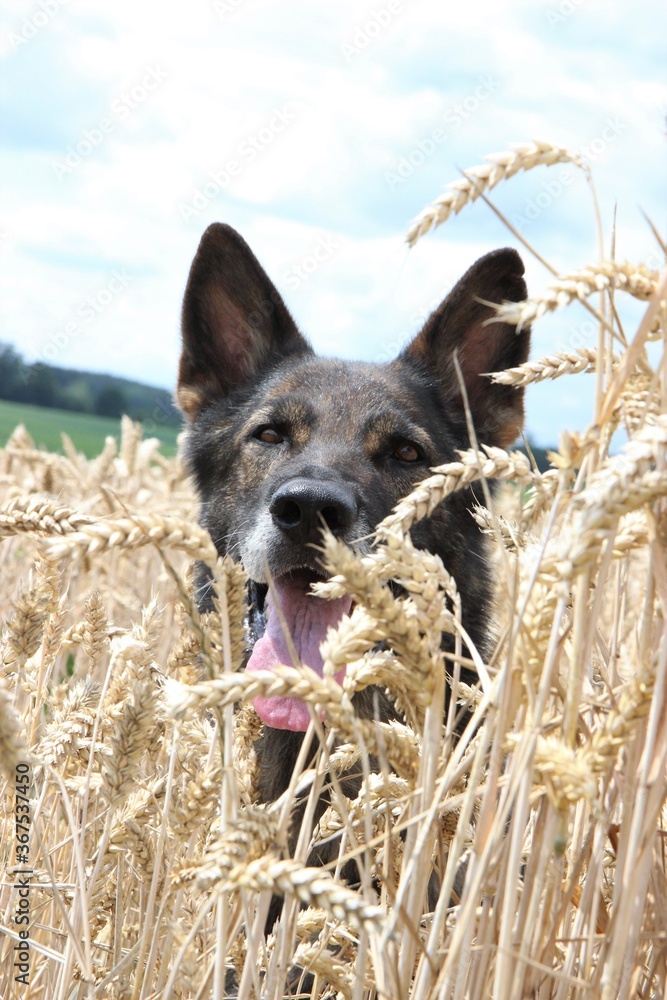 Deutscher Schäferhund Portrait sitzt im Weizenfeld Hund Ernte Hundefutter mit oder ohne Weizen
Deutscher Schäferhund Portrait sitzt im Weizenfeld Hund Ernte Hundefutter mit oder ohne Weizen