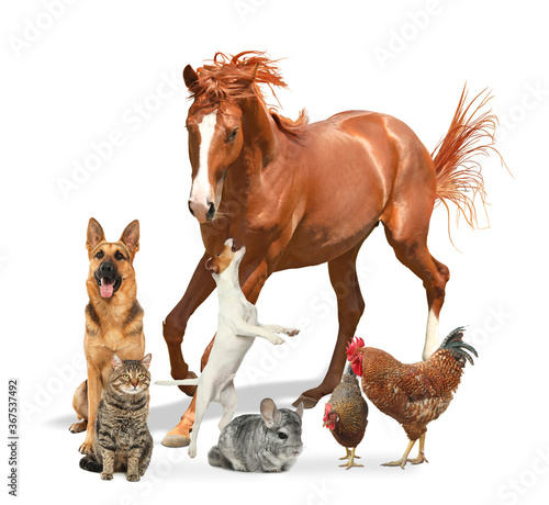 Collage with horse and other pets on white background photo