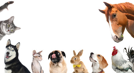 Collage with horse and other pets on white background. Banner design