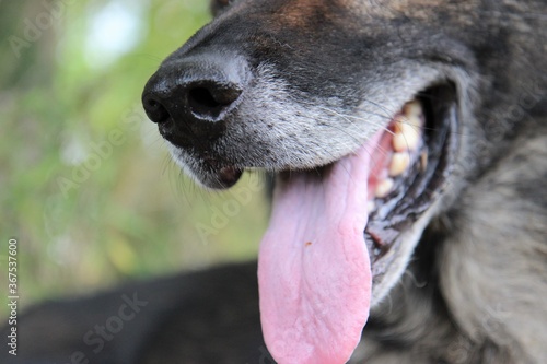 Maul vom Deutscher Schäferhund, Zunge, Zähne, Nase, Schnurrhaare, grauer Bart