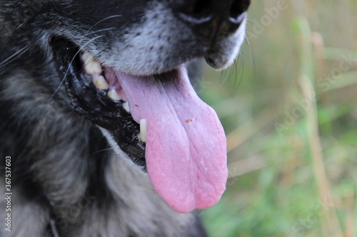 Maul vom Deutscher Schäferhund, Zunge, Zähne, Nase, Schnurrhaare, grauer Bart