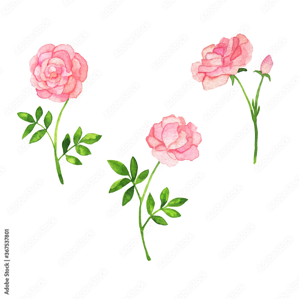 Set of pink rose flowers on white background. Hand drawn watercolor illustration. Set of pink rose flowers on white background. Hand drawn watercolor illustration.