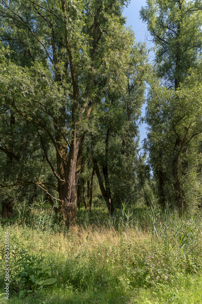 Nature reserve Oostvaardersveld, the Netherlands. Nature reserve Oostvaardersveld, the Netherlands.