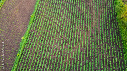 Aerial top view of agriculture field
