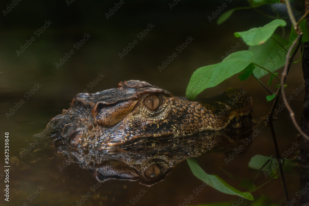Fototapeta premium caimano