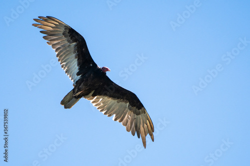 Turkey vulture flying high in search of prey over the St.Lawrence River