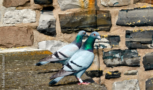 Fotografie Two wild pigeons are standing on a wall with gob hewn natural stones