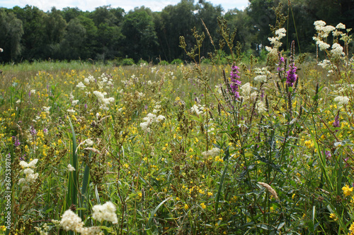 Fototapeta Naklejka Na Ścianę i Meble -  Wild flower meadow in summer