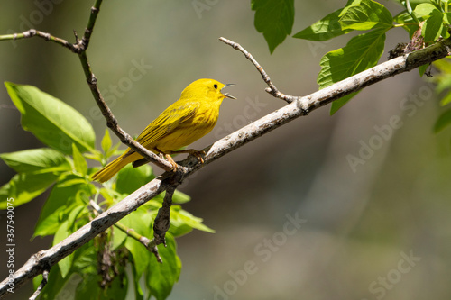 Yellow warbler perched in a tree and signing in a park