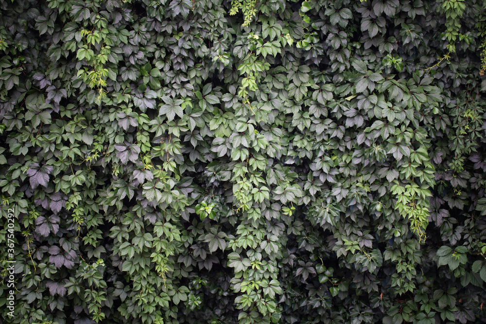 Green live wall with grapes and ivy Green live wall with grapes and ivy