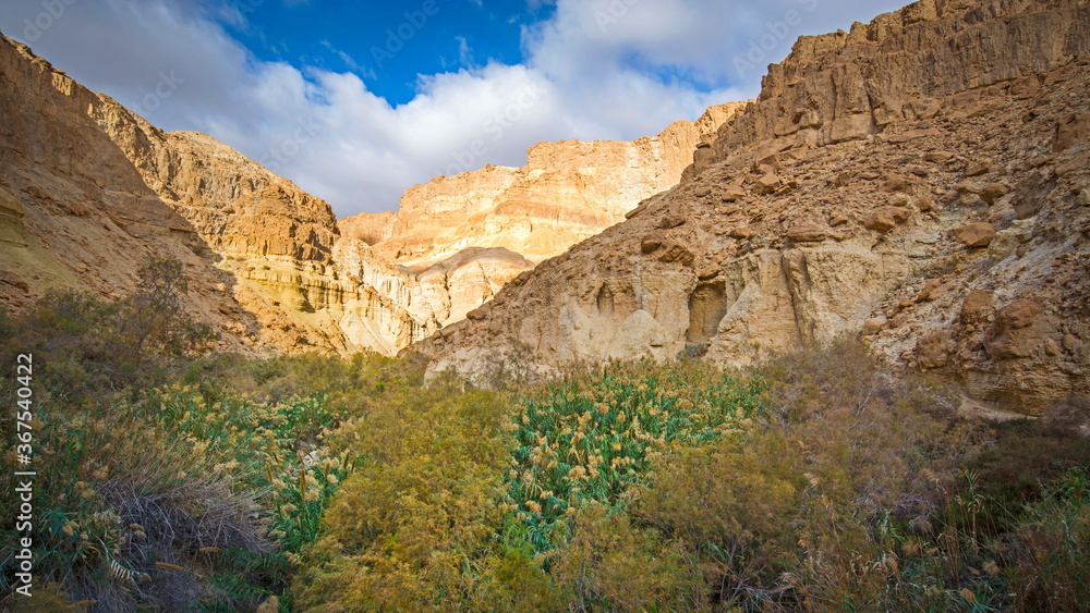 Beautiful landscape of Ein Bokek, a canyon-like gorge near the Dead Sea, with water springs and unique fauna and flora, surrounded by sandstone cliffs of Judean desert mountains