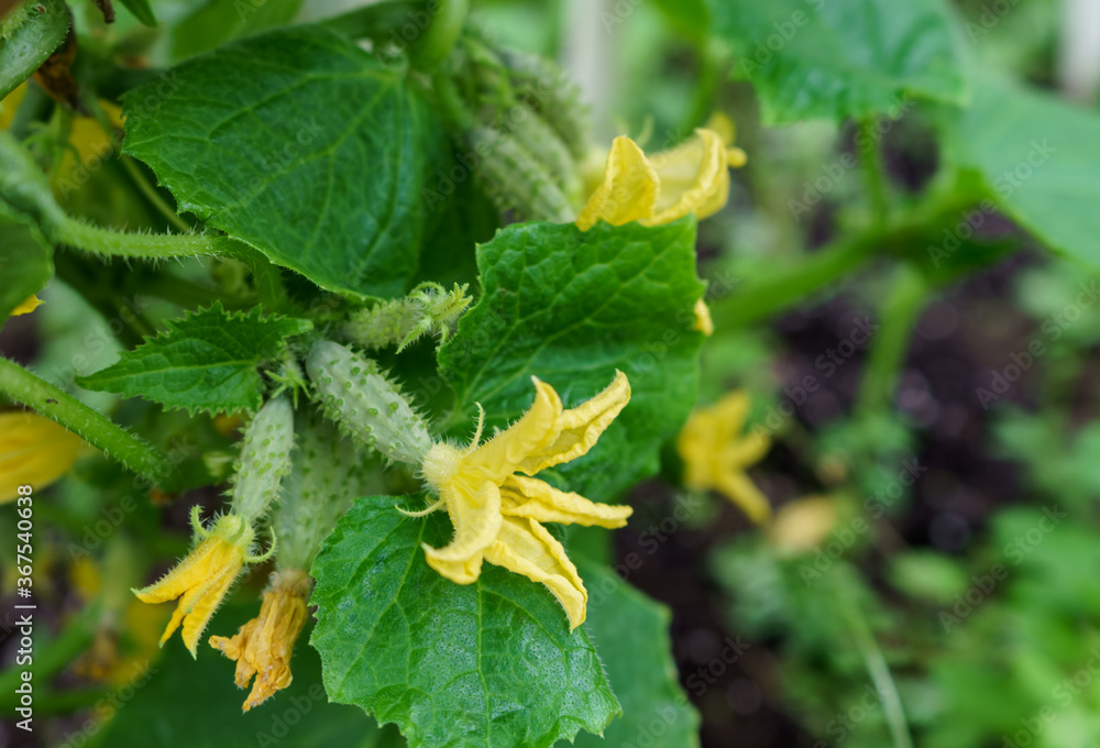 Young cucumbers in a garden bed among green leaves