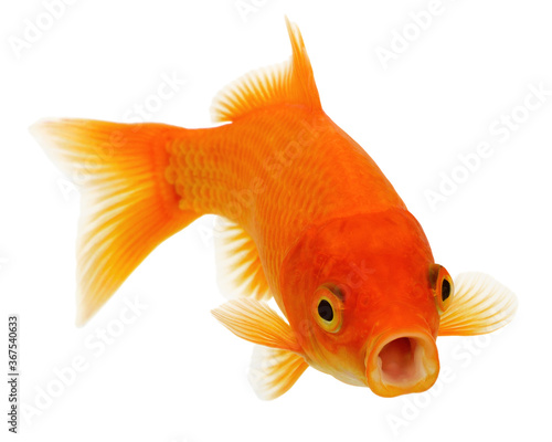  Goldfish on White Background