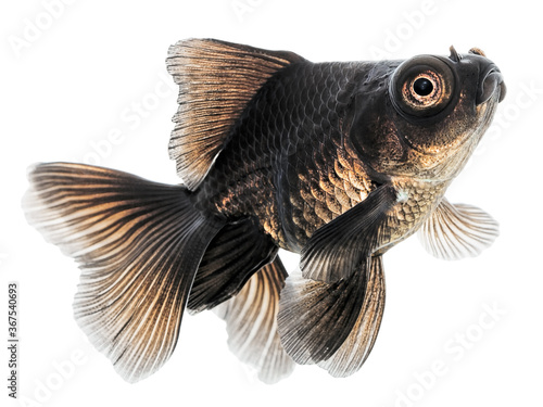 Black Gold Fish on White