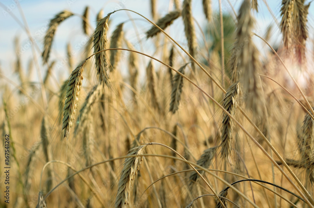 Fototapeta premium golden spikelets of ripe barley on the field against the blue sky in the sunlight in summer