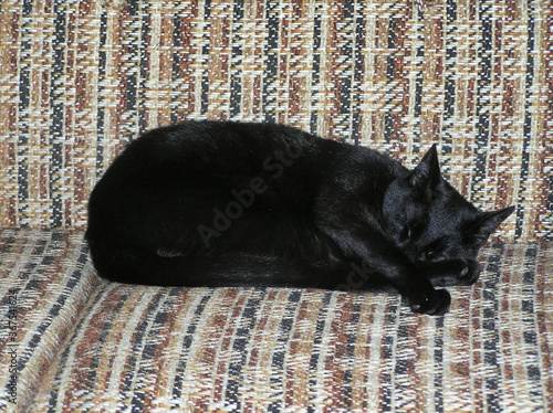 Black cat sleeping