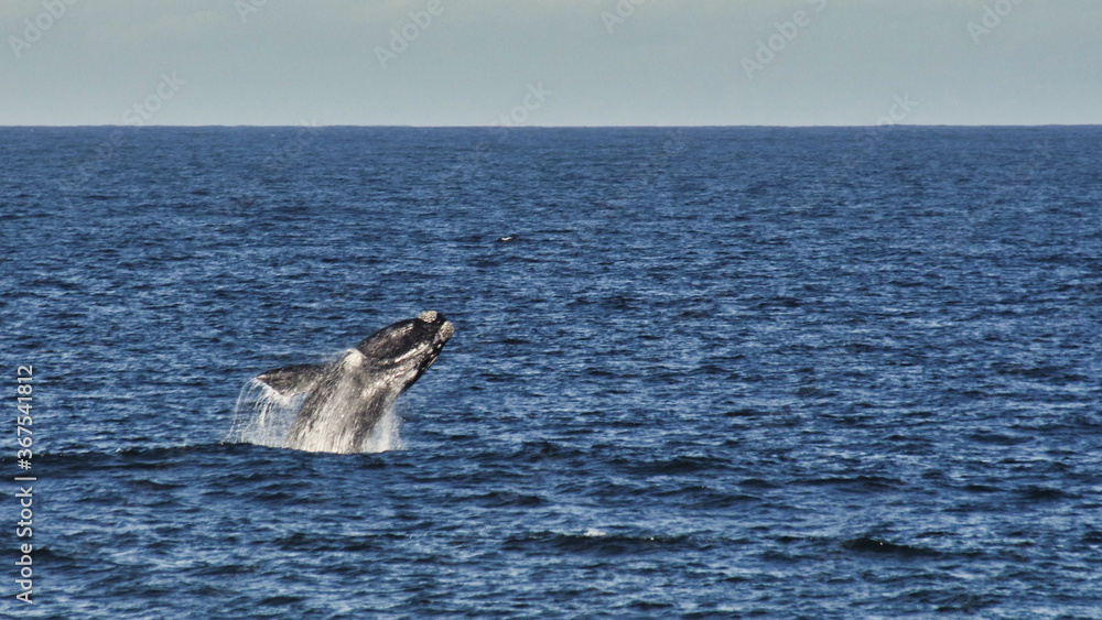 Fototapeta premium Southern Right whale breaching near Keurbooms Strand in Plettenberg bay