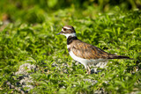 Killdeer bird walking in the grass near the shoreline along the St. Lawrence River
