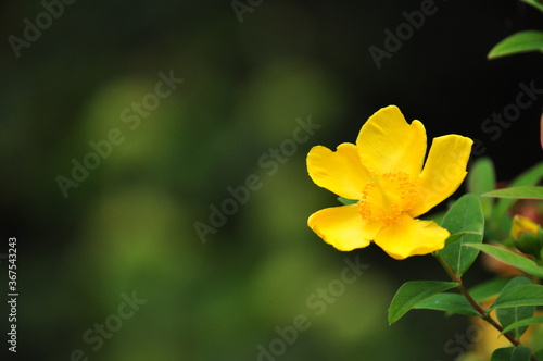 yellow flower on green background