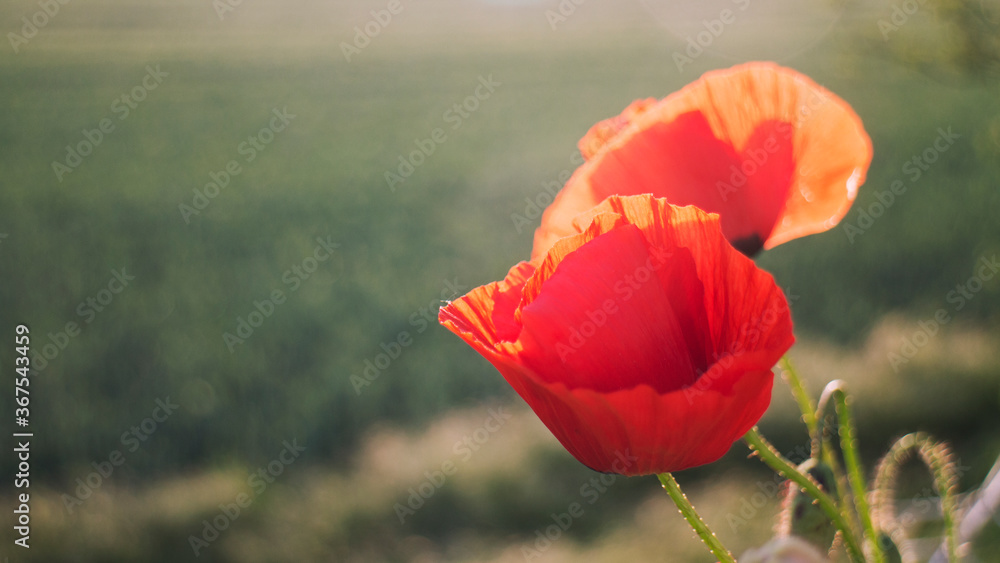 Obraz premium Slany, Czech Republic - 27.05.2020: scarlet poppies in the green grass