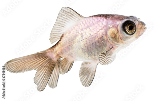 Gold Fish on White Background