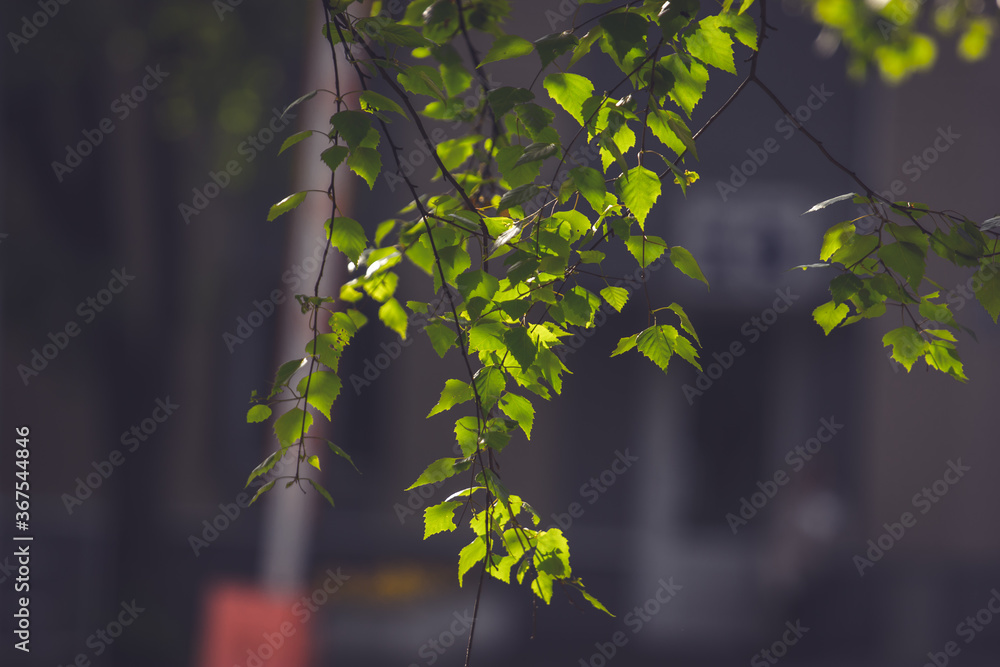 Obraz premium Green birch leaves. Dark background