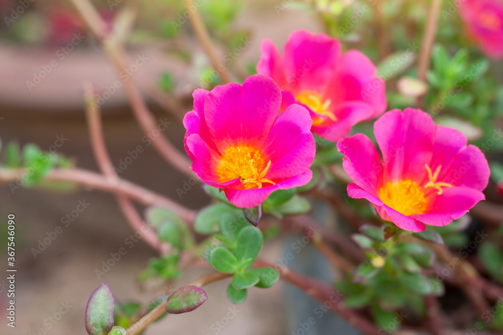 Beautiful pink portulaca flower bloom in garden with sunlight in the morning. Beautiful pink portulaca flower bloom in garden with sunlight in the morning.