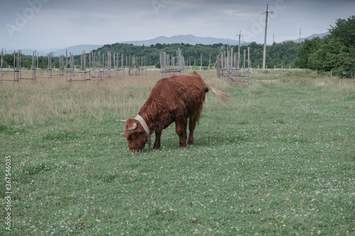  Shetland brown Bos taurus in the meadow beautiful landscape mountain background. photo