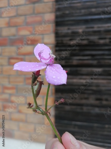 Flor sobre fondo rustico photo