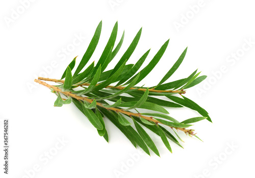 Melaleuca (Tea Tree) Isolated on White Background.