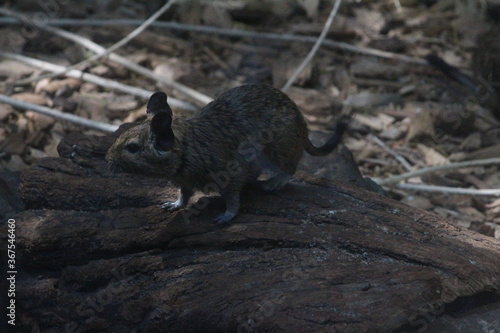 squirrel on a rock