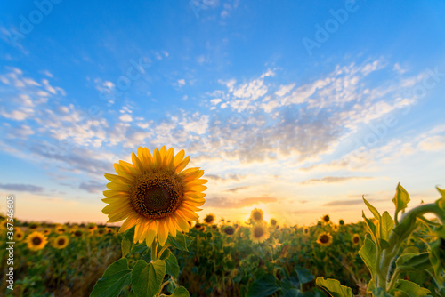 Fototapeta Naklejka Na Ścianę i Meble -  summer sunflower flower at sunset against the blue sky in the field . summer time of the season